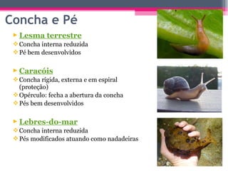 Concha e Pé
  Lesma terrestre
  Concha interna reduzida
  Pé bem desenvolvidos

  Caracóis
  Concha rígida, externa e em espiral
   (proteção)
  Opérculo: fecha a abertura da concha
  Pés bem desenvolvidos

  Lebres-do-mar
  Concha interna reduzida
  Pés modificados atuando como nadadeiras
 