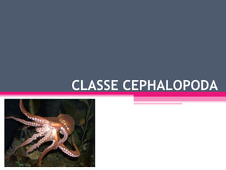 CLASSE CEPHALOPODA
 