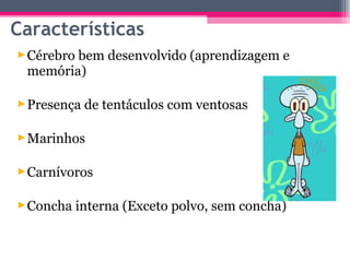 Características
 Cérebro bem desenvolvido (aprendizagem e
  memória)

 Presença de tentáculos com ventosas

 Marinhos

 Carnívoros

 Concha interna (Exceto polvo, sem concha)
 
