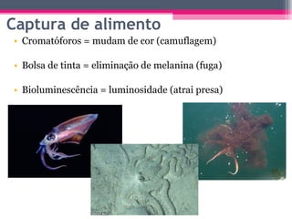 Captura de alimento
• Cromatóforos = mudam de cor (camuflagem)

• Bolsa de tinta = eliminação de melanina (fuga)

• Bioluminescência = luminosidade (atrai presa)
 