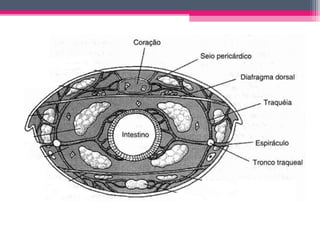 Estruturas do prossoma
• Ausência de antenas

• Ausência de mandíbulas

• Olhos simples (4 a 6)

• Quelíceras

• Pedipalpo...
