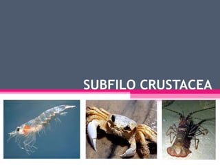 Classe Echinoidea
 • Ouriço-do-mar e bolacha-da-praia
 • Endoesqueleto :
 Espinhos
 Estrutura rígida


 • Ouriço : arred...
