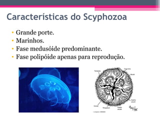 Características do Scyphozoa
 •   Grande porte.
 •   Marinhos.
 •   Fase medusóide predominante.
 •   Fase polipóide apena...