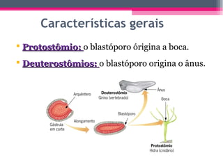 Características gerais
 Protostômio: o blastóporo órigina a boca.
 Deuterostômios: o blastóporo origina o ânus.
 