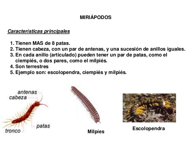 LOS INVERTEBRADOS