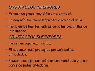 CRUSTACEOS INFERIORES

    Forman un grupo muy diferente entre sí.

    La mayoría son microscópicos y viven en el agua.

    También los hay terrestres como las cochinillas de
    la humedad.
    CRUSTÁCEOS SUPERIORES

    Tienen un caparazón rígido.

    El abdomen está protegido por seis anillos
    articulados.

    Poseen dos ojos,dos antenas,una mandíbula y cinco
    pares de patas andadoras.
 
