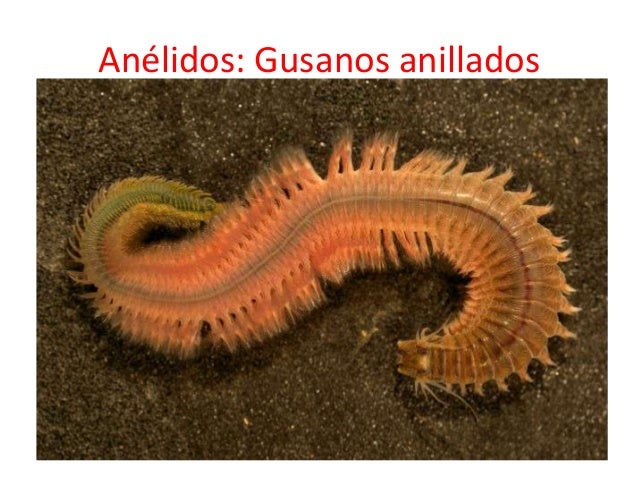 Invertebrados