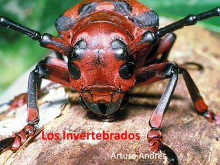 Los Invertebrados
Arturo Andrés

 