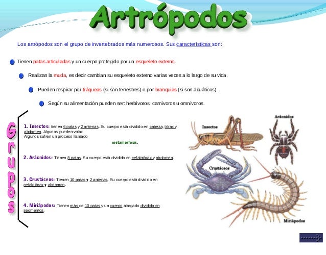 Animales invertebrados