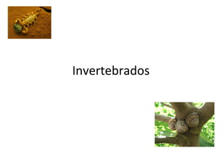 Invertebrados
 