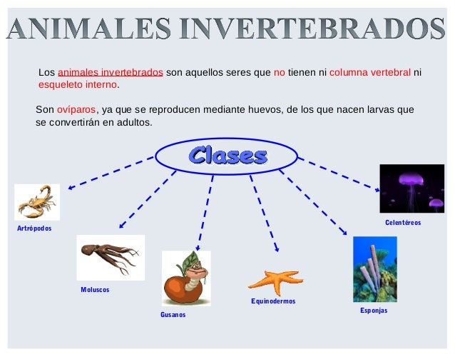 Invertebrados C. NATURALES TERCERO PRIMARIA