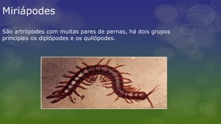 Miriápodes
São artrópodes com muitas pares de pernas, há dois grupos
principais os diplópodes e os quilópodes.
 