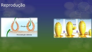 Reprodução
 