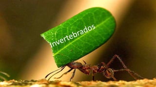 Invertebrados