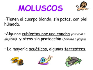 •Tienen el cuerpo blando, sin patas, con piel
húmeda.
•Algunos cubiertos por una concha (caracol o
mejillón) y otros sin protección (babosa o pulpo).
• La mayoría acuáticos, algunos terrestres.
MOLUSCOS
 