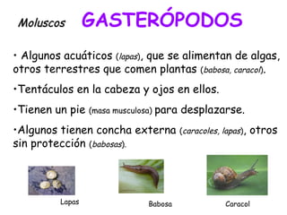 • Algunos acuáticos (lapas), que se alimentan de algas,
otros terrestres que comen plantas (babosa, caracol).
•Tentáculos en la cabeza y ojos en ellos.
•Tienen un pie (masa musculosa) para desplazarse.
•Algunos tienen concha externa (caracoles, lapas), otros
sin protección (babosas).
MoluscosMoluscos GASTERÓPODOS
CaracolLapas Babosa
 