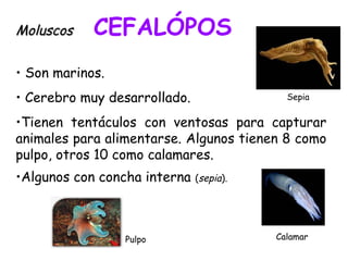 • Son marinos.
• Cerebro muy desarrollado.
•Tienen tentáculos con ventosas para capturar
animales para alimentarse. Algunos tienen 8 como
pulpo, otros 10 como calamares.
•Algunos con concha interna (sepia).
MoluscosMoluscos CEFALÓPOS
CalamarPulpo
Sepia
 