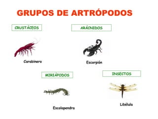 INSECTOS
Libélula
ARÁCNIDOS
Escorpión
CRUSTÁCEOS
Carabinero
MIRIÁPODOS
Escolopendra
GRUPOS DE ARTRÓPODOS
 