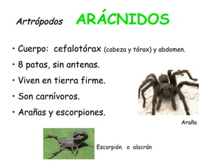 ArtrópodosArtrópodos ARÁCNIDOS
• Cuerpo: cefalotórax (cabeza y tórax) y abdomen.
• 8 patas, sin antenas.
• Viven en tierra firme.
• Son carnívoros.
• Arañas y escorpiones.
Araña
Escorpión o alacrán
 