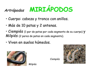 ArtrópodosArtrópodos MIRIÁPODOS
• Cuerpo: cabeza y tronco con anillos.
• Más de 10 patas y 2 antenas.
• Ciempiés (1 par de patas por cada segmento de su cuerpo) y
Milpiés (2 pares de patas en cada segmento).
• Viven en suelos húmedos.
Ciempiés
Milpiés
 