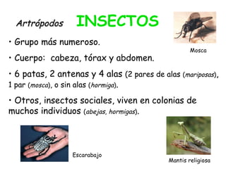 • Grupo más numeroso.
• Cuerpo: cabeza, tórax y abdomen.
• 6 patas, 2 antenas y 4 alas (2 pares de alas (mariposas),
1 par (mosca), o sin alas (hormiga).
• Otros, insectos sociales, viven en colonias de
muchos individuos (abejas, hormigas).
ArtrópodosArtrópodos INSECTOS
Mantis religiosa
Mosca
Escarabajo
 