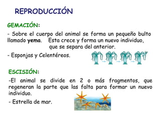REPRODUCCIÓN
GEMACIÓN:
- Sobre el cuerpo del animal se forma un pequeño bulto
llamado yema. Esta crece y forma un nuevo individuo,
que se separa del anterior.
- Esponjas y Celentéreos.
ESCISIÓN:
-El animal se divide en 2 o más fragmentos, que
regeneran la parte que las falta para formar un nuevo
individuo.
- Estrella de mar.
 