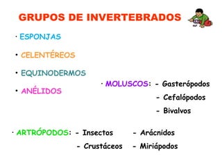 GRUPOS DE INVERTEBRADOS
• MOLUSCOS: - Gasterópodos
- Cefalópodos
- Bivalvos
• ARTRÓPODOS: - Insectos - Arácnidos
- Crustáceos - Miriápodos
• ESPONJAS
• CELENTÉREOS
• EQUINODERMOS
• ANÉLIDOS
 
