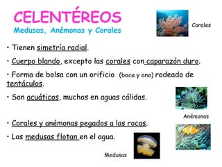 • Tienen simetría radial.
• Cuerpo blando, excepto las corales con caparazón duro.
• Forma de bolsa con un orificio (boca y ano) rodeado de
tentáculos.
• Son acuáticos, muchos en aguas cálidas.
• Corales y anémonas pegados a las rocas.
• Las medusas flotan en el agua.
CELENTÉREOS
Medusas, Anémonas y Corales
Medusas
Anémonas
Corales
 