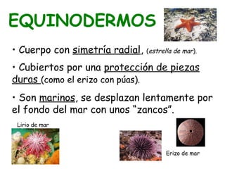 • Cuerpo con simetría radial, (estrella de mar).
• Cubiertos por una protección de piezas
duras (como el erizo con púas).
• Son marinos, se desplazan lentamente por
el fondo del mar con unos “zancos”.
EQUINODERMOS
Erizo de mar
Lirio de mar
 