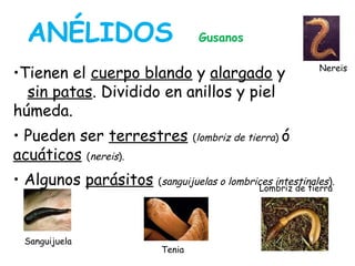 •Tienen el cuerpo blando y alargado y
sin patas. Dividido en anillos y piel
húmeda.
• Pueden ser terrestres (lombriz de tierra) ó
acuáticos (nereis).
• Algunos parásitos (sanguijuelas o lombrices intestinales).
ANÉLIDOS Gusanos
Lombriz de tierra
Nereis
Sanguijuela
Tenia
 