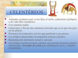 CELENTÉREOS
 Animales acuáticos que viven fijos al suelo, sedentarios (pólipos)
o de vida libre (medusas).
 Con simetría radial.
 Carnívoros y llevan una sustancia urticante que es la que nos pica
en las playas.
 Presencia de tentáculos con los que paralizan a sus presas.
 Los pólipos desarrollan exoesqueleto externo calcáreo.
 Reproducción alternante sexual y asexual.
 Los pólipos pueden forman colonias que pueden alcanzar grandes
extensiones: Arrecifes de coral que constituyen ricos y variados
ecosistemas.
 