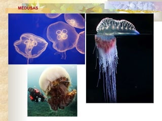 MÉDUSAS
 