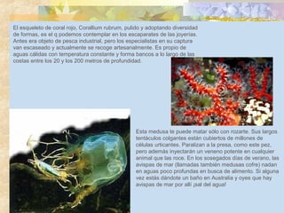 Corallium rubrum
El esqueleto de coral rojo, Corallium rubrum, pulido y adoptando diversidad
de formas, es el q podemos contemplar en los escaparates de las joyerías.
Antes era objeto de pesca industrial, pero los especialistas en su captura
van escaseado y actualmente se recoge artesanalmente. Es propio de
aguas cálidas con temperatura constante y forma bancos a lo largo de las
costas entre los 20 y los 200 metros de profundidad.
Esta medusa te puede matar sólo con rozarte. Sus largos
tentáculos colgantes están cubiertos de millones de
células urticantes. Paralizan a la presa, como este pez,
pero además inyectarán un veneno potente en cualquier
animal que las roce. En los sosegados días de verano, las
avispas de mar (llamadas también medusas cofre) nadan
en aguas poco profundas en busca de alimento. Si alguna
vez estás dándote un baño en Australia y oyes que hay
avispas de mar por allí ¡sal del agua!
 