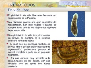 TREMATODOS
De vida libre
El platelminto de vida libre más frecuente en
nuestros ríos es la Planaria.
Las planarias poseen una gran capacidad de
regeneración. Son muy frágiles y cuando se
rompen, cada uno de los fragmentos regenera
la parte que falta.
Otro platelminto de vida libre y frecuentes
en arroyos de montaña es la Dugesia
que tiene forma de flecha.
 Al igual que las planarias, también es
de vida libre y poseen gran capacidad de
regeneración, pudiendose generar el
animal completo a partir de un pequeño
fragmento.
 Es una especie muy sensible a la
contaminación de las aguas, por eso
necesita vivir en aguas con fuerte
corriente
 