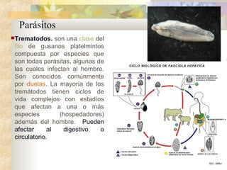 Parásitos
Trematodos. son una clase del
filo de gusanos platelmintos
compuesta por especies que
son todas parásitas, algunas de
las cuales infectan al hombre.
Son conocidos comúnmente
por duelas. La mayoría de los
tremátodos tienen ciclos de
vida complejos con estadíos
que afectan a una o más
especies (hospedadores)
además del hombre. Pueden
afectar al digestivo o
circulatorio.
 