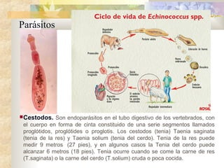 Parásitos
Cestodos. Son endoparásitos en el tubo digestivo de los vertebrados, con
el cuerpo en forma de cinta constituido de una serie segmentos llamados
proglótidos, proglótides o proglotis. Los cestodos (tenia) Taenia saginata
(tenia de la res) y Taenia solium (tenia del cerdo). Tenia de la res puede
medir 9 metros (27 pies), y en algunos casos la Tenia del cerdo puede
alcanzar 6 metros (18 pies). Tenia ocurre cuando se come la carne de res
(T.saginata) o la carne del cerdo (T.solium) cruda o poca cocida.
 