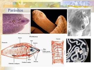 Parásitos
 