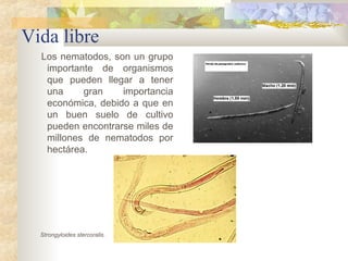 Vida libre
Los nematodos, son un grupo
importante de organismos
que pueden llegar a tener
una gran importancia
económica, debido a que en
un buen suelo de cultivo
pueden encontrarse miles de
millones de nematodos por
hectárea.
Strongyloides stercoralis.
 
