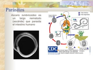 Parásitos
Ascaris lumbricoides es
un largo nematodo
(ascáride) que parasita
el intestino humano
 