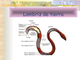 Lombriz de tierra
 