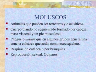 MOLUSCOS
 Animales que pueden ser terrestres y o acuáticos.
 Cuerpo blando no segmentado formado por cabeza,
masa visceral y un pie musculoso.
 Pliegue o manto que en algunos grupos genera una
concha calcárea que actúa como exoesqueleto.
 Respiración cutánea o por branquias.
 Reproducción sexual. Ovíparos.
 