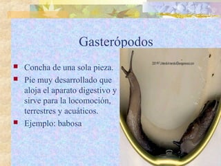 Gasterópodos
 Concha de una sola pieza.
 Pie muy desarrollado que
aloja el aparato digestivo y
sirve para la locomoción,
terrestres y acuáticos.
 Ejemplo: babosa
 