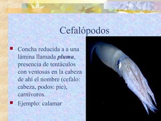 Cefalópodos
 Concha reducida a a una
lámina llamada pluma,
presencia de tentáculos
con ventosas en la cabeza
de ahí el nombre (cefalo:
cabeza, podos: pie),
carnívoros.
 Ejemplo: calamar
 