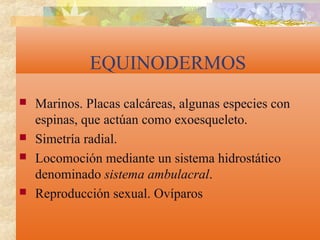 EQUINODERMOS
 Marinos. Placas calcáreas, algunas especies con
espinas, que actúan como exoesqueleto.
 Simetría radial.
 Locomoción mediante un sistema hidrostático
denominado sistema ambulacral.
 Reproducción sexual. Ovíparos
 