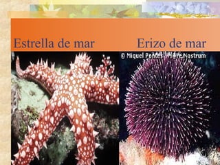 Estrella de mar Erizo de mar
 