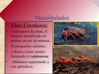 Mandibulados
Clase Crustáceos:
 Cinco pares de patas, el
primero modificado en
pinzas, un par de antenas.
 Exoesqueleto calcáreo.
 Cabeza y torax unidos
formando el cefalotorax.
 Abdomen segmentado y
con apéndices.
 