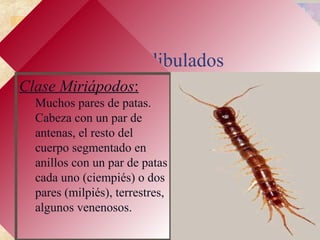 Mandibulados
Clase Miriápodos:
Muchos pares de patas.
Cabeza con un par de
antenas, el resto del
cuerpo segmentado en
anillos con un par de patas
cada uno (ciempiés) o dos
pares (milpiés), terrestres,
algunos venenosos.
 