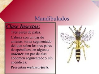 Mandibulados
Clase Insectos:
Tres pares de patas.
Cabeza con un par de
antenas, torax segmentado
del que salen los tres pares
de apéndices, en algunos
ordenes: un par de alas,
abdomen segmentado y sin
apéndices.
Presentan metamorfosis.
 