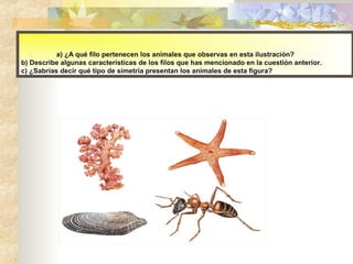 a) ¿A qué filo pertenecen los animales que observas en esta ilustración?
b) Describe algunas características de los filos que has mencionado en la cuestión anterior.
c) ¿Sabrías decir qué tipo de simetría presentan los animales de esta figura?
 
