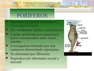 PORÍFEROS
 Animales acuáticos sedentarios,
viven fijos al suelo.
 Sin verdaderos tejidos y asimétricos.
 Cuerpo perforado por numerosos
poros comunicados entre sí por
canales.
 Exoesqueleto formado por una
sustancia denominada espongina.
 Se alimentan por filtración.
 Reproducción alternante sexual y
asexual
 